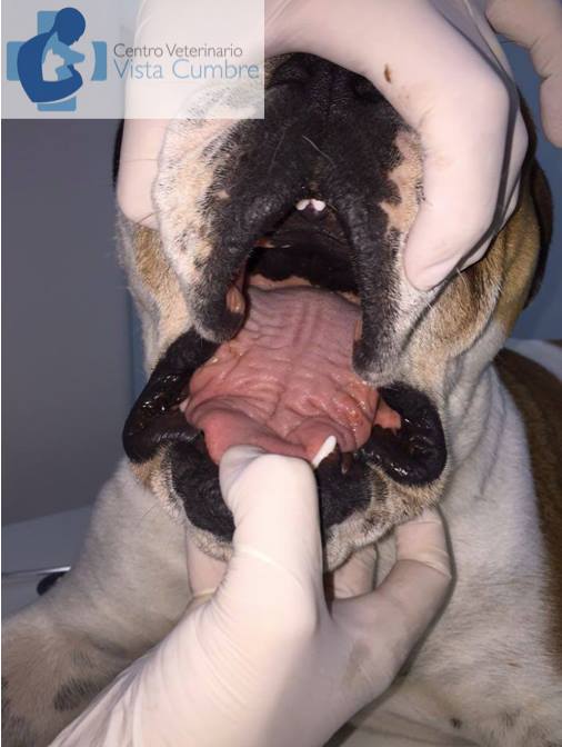 clínica de veterinarios vista cumbre en maspalomas